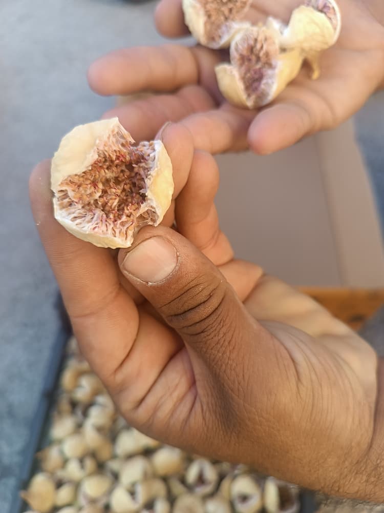 فروش بهترین انجیر استهبان + خرید فوق العاده